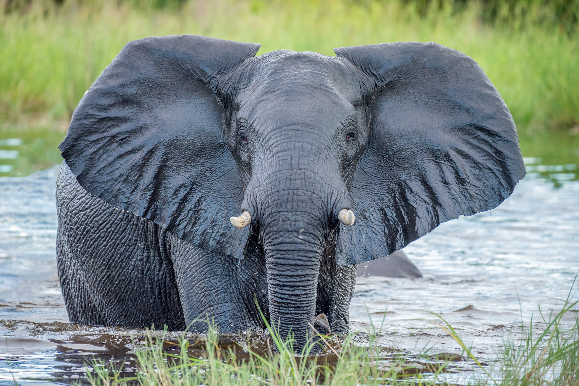 borakalalo-national-park-elephant.jpg