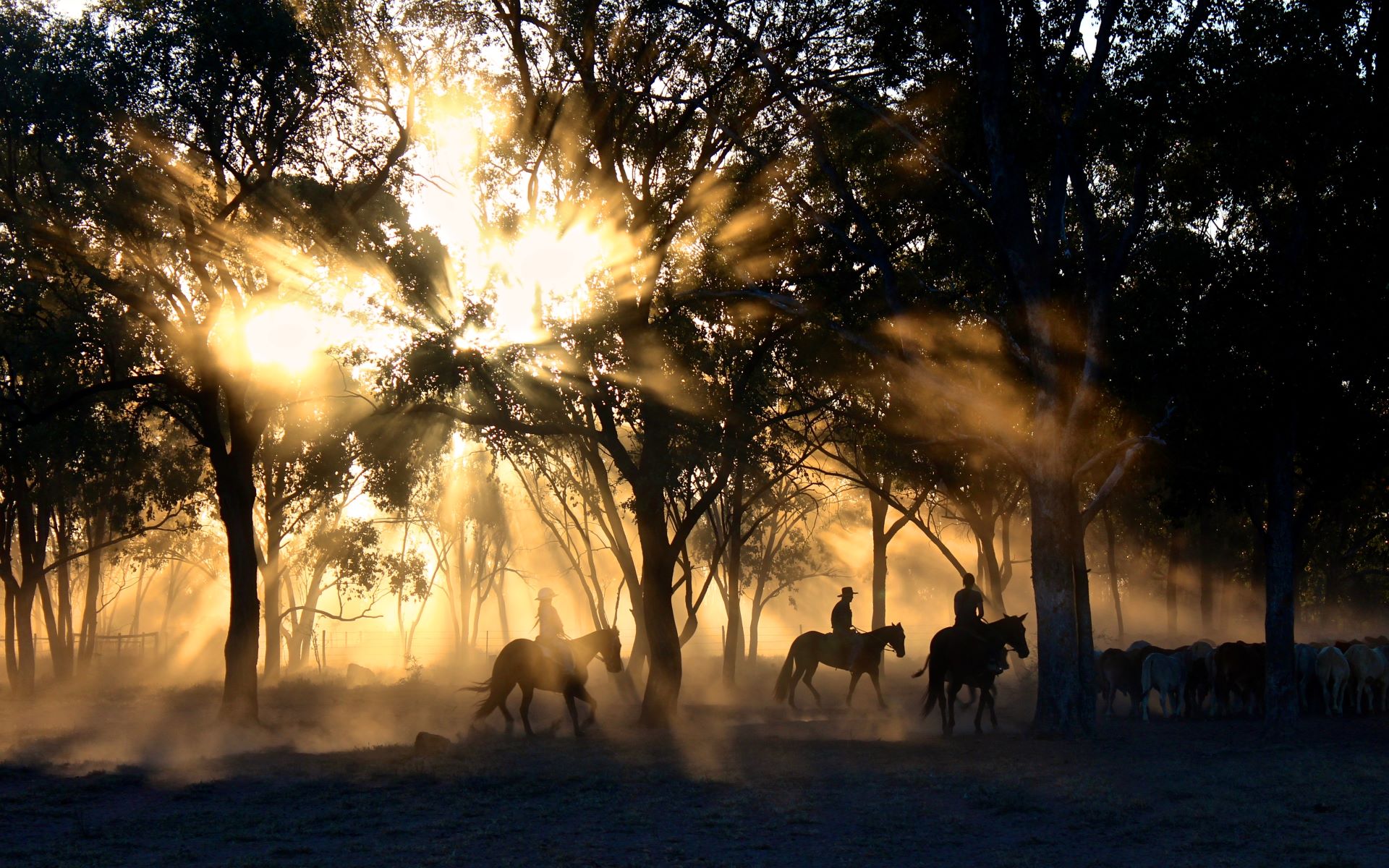 knysna-forest-horse-riding.jpg